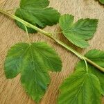 Physocarpus capitatus Leaf