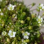 Sagina pilifera অভ্যাস