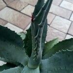 Agave asperrima Leaf