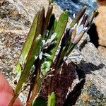 Arabis caerulea Vrucht