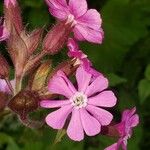 Silene dioica (L.) Clairv.Fiore