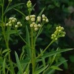 Baccharis douglasii Fleur