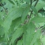 Echinacea purpurea Лист