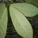 Carpotroche crispidentata Leaf