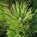 Pinus mugo Deilen