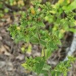 Inula conyza Fula