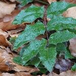 Berberis repens Folla