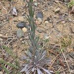 Linum lewisii Leaf
