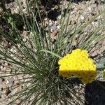 Lomatium triternatum Foglia