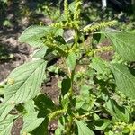 Amaranthus cruentusपत्ता