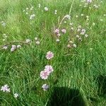 Armeria arenaria عادت داشتن