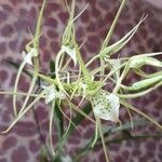 Brassia verrucosa Virág