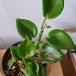 Peperomia serpens 葉