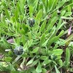 Dimorphotheca jucunda Yaprak