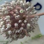 Allium polyanthum Kvet