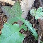 Lactuca muralis Leaf