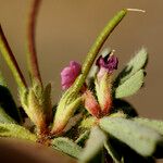 Lotus glinoides Fruit