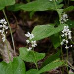 Maianthemum bifolium Blüte