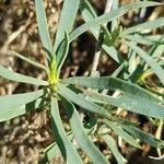 Dianthus graniticus Fuelha