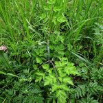 Chaerophyllum temulum Habit