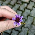Prunella vulgaris Flower