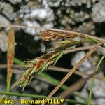 Carex brachystachys 果