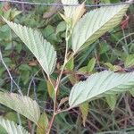Melochia nodiflora Hoja