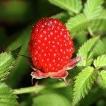 Rubus illecebrosus Fruit