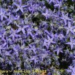 Campanula garganica Hábito