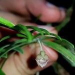 Dichaea panamensis Flor