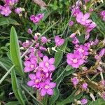 Centaurium littorale Hoja
