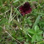 Gymnadenia nigra Flower