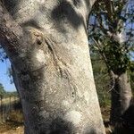 Celtis africana Bark