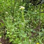 Valeriana calcitrapae Habitat