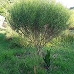 Baccharis spicata Hábito