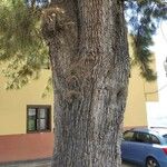 Casuarina cunninghamiana Bark