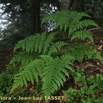 Dryopteris expansa Habitus