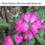 Rhododendron ferrugineum L.Flor