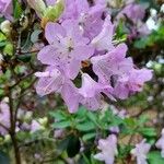 Rhododendron oreotrephes 花