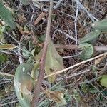 Talinum portulacifolium Bark