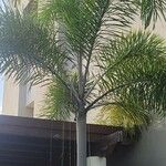 Dypsis madagascariensis List