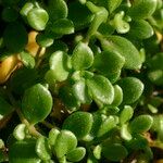 Polycarpon polycarpoides Mosusu