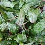 Epilobium tetragonum Leaf