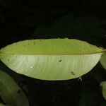 Calophyllum brasiliense Feuille