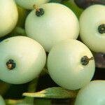 Cornus alba Fruit