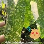 Dieffenbachia grayumiana Φύλλο