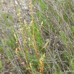 Reseda stricta Flower