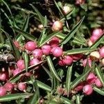 Eremophila debilis Leaf