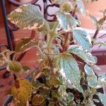 Plectranthus madagascariensis 叶