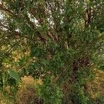 Prunus amygdalus Habit